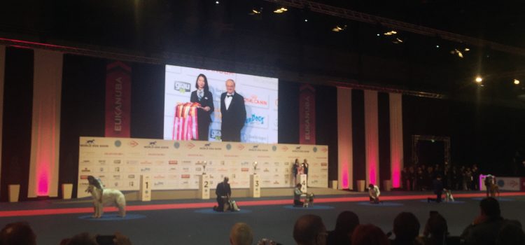 World Dog Show Best In Show 2017 World Dog Show Best In Show 2017